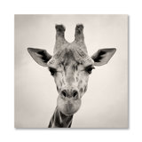 Courious Gariffe Print