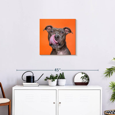 Bull-bull Brampt Silly Pet