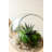 Kalalou Round Glass Store Display Decorative Storage Container