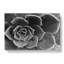 Succulent Plant - Wrapped Canvas-55317982