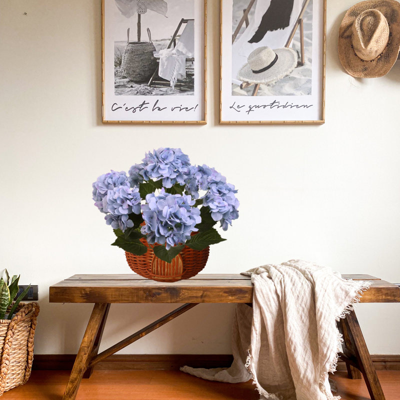 Hydrangea Bush, Blue
