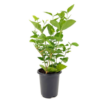 4 in. Sambac Jasmine (8-Pack)