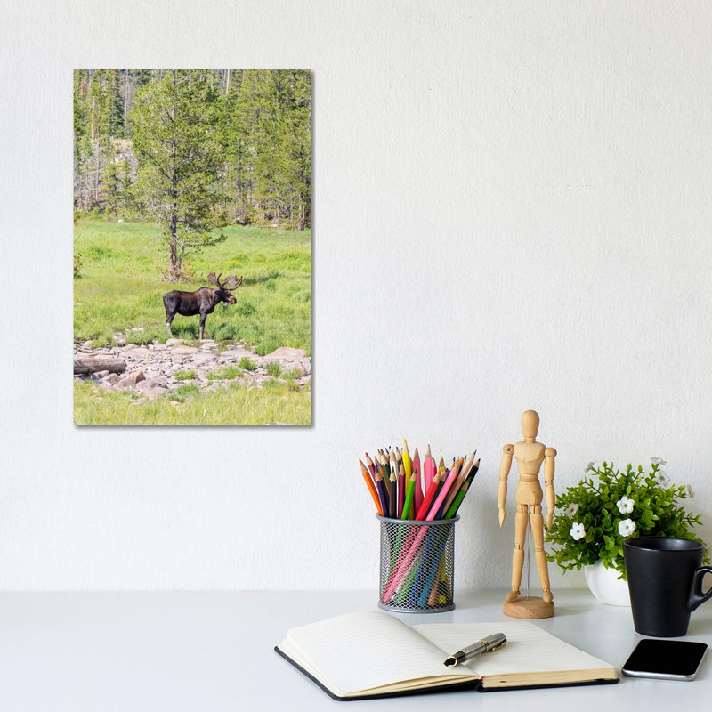 USA, Colorado, Cameron Pass. Bull Moose With Antlers. by Jaynes Gallery - Wrapped Canvas Gallery-Wrapped Canvas Giclée