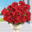 Zinnia Arrangement in Jar-2133228415