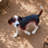 Lifelike Beagle Dog Statue