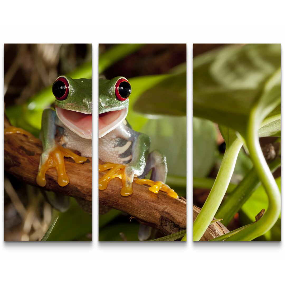 3-tlg. Leinwandbilder-Set Rotaugenlaubfrosch