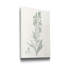 «Botanical Study in Sage III», reproduction d'art sur toile tendue-1629976050