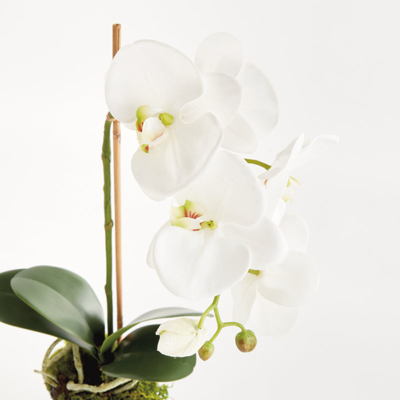 21-Inch Phalaenopsis Drop-In
