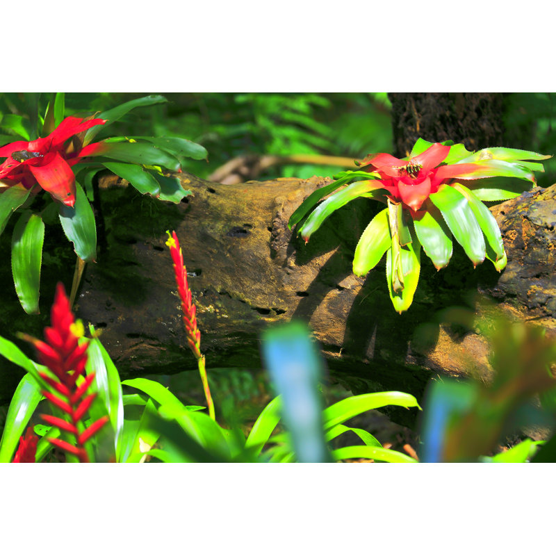 Broméliacées sur une tige par Agustavop, H 8 po x l 12 po
