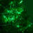 24' 70-Light LED Christmas String Lights-11019972