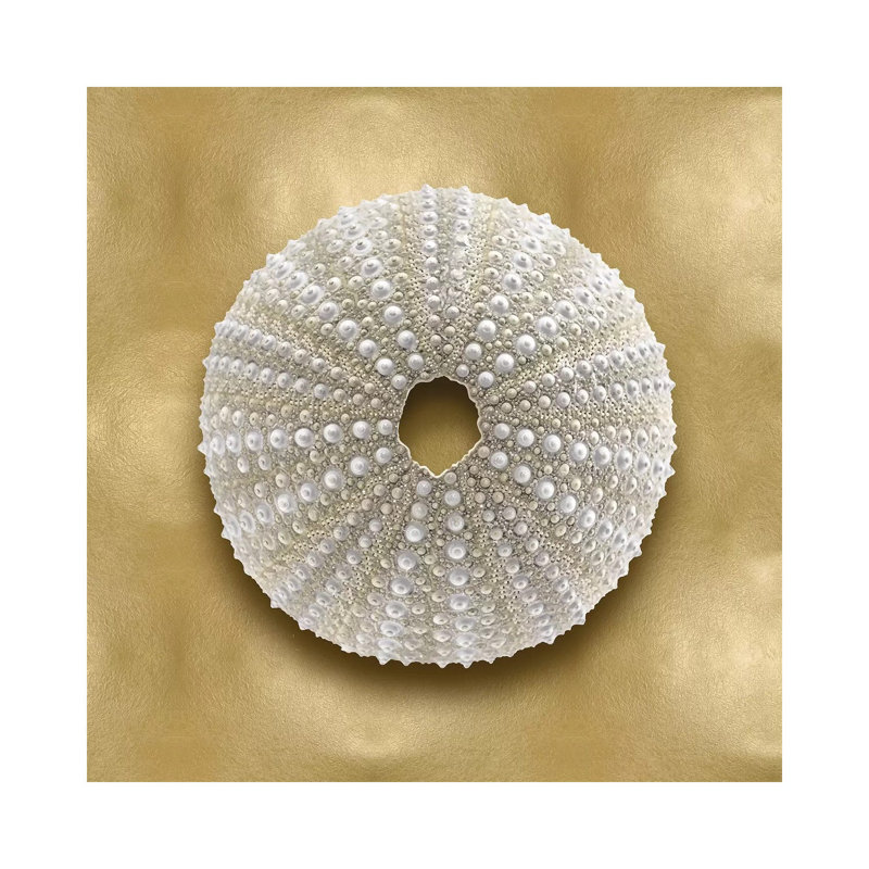 Shell On Gold V by Caroline Kelly - Wrapped Canvas Painting, 30.48 cm H x 30.48 cm W