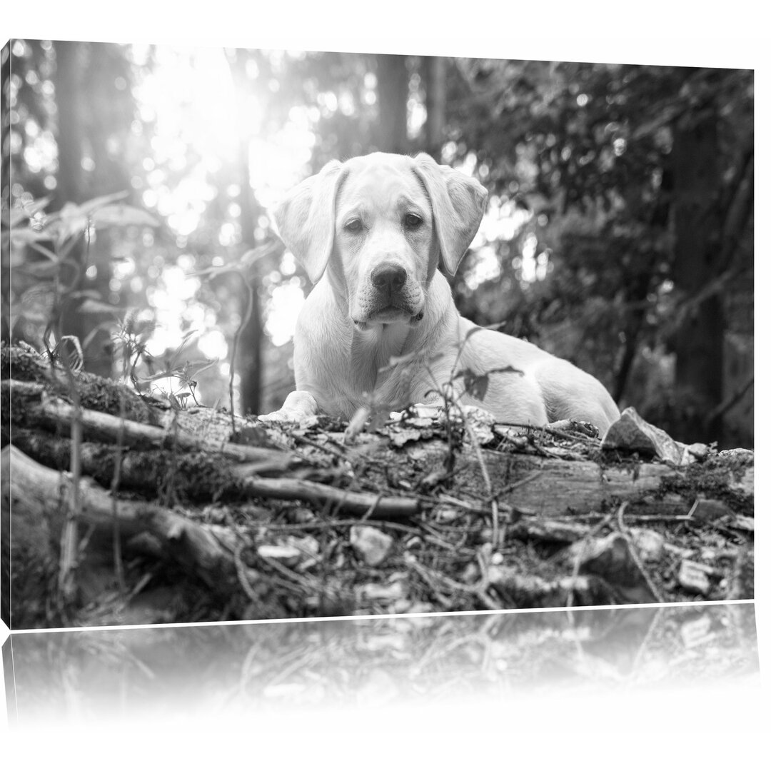 Leinwandbild „Hund im Wald bei Sonnenuntergang“, Fotodruck