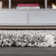 Howardville Shag Plush Tassel Moroccan Diamond Gray/Cream Rug
