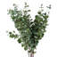 Pack of 6 Artificial Eucalyptus Foliage-127420400-127420406