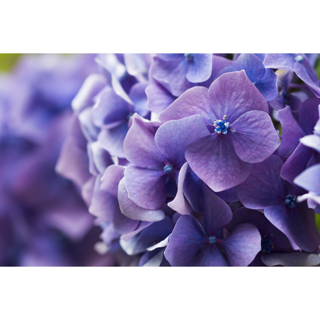 Leinwandbild Purple Hydrangea Flower von Anna-S