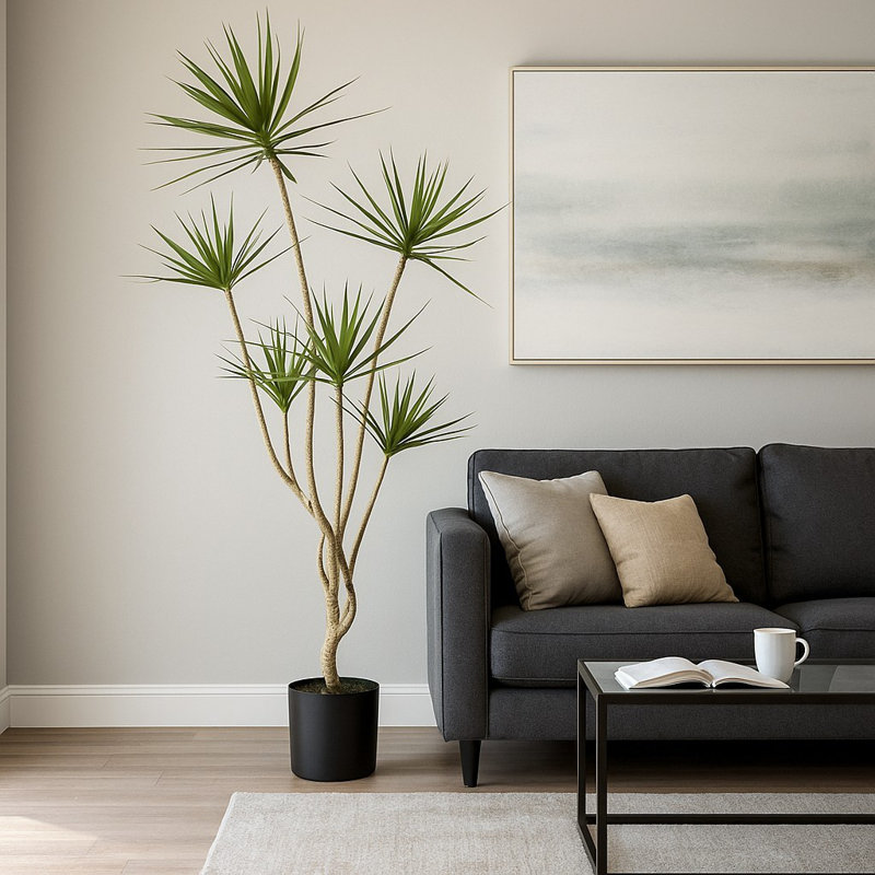 Plante Dracaena