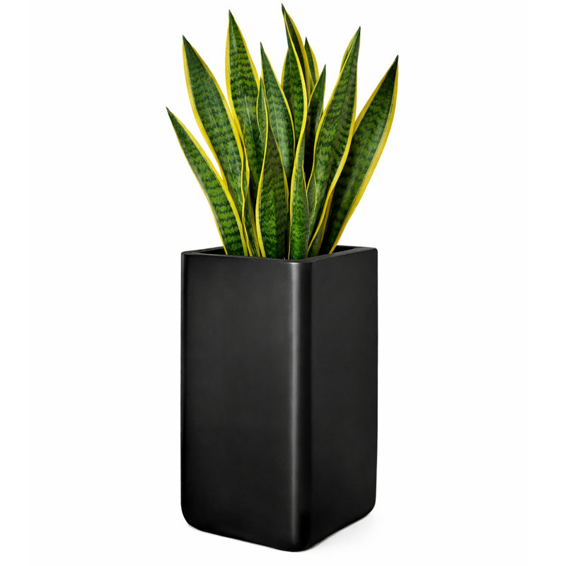 Pot à fleurs Kute Nest Elio Zen Fiberstone - noir tricorne - H 19,5 po, H 19,7 po x l 11 po x P 11 po, Noir