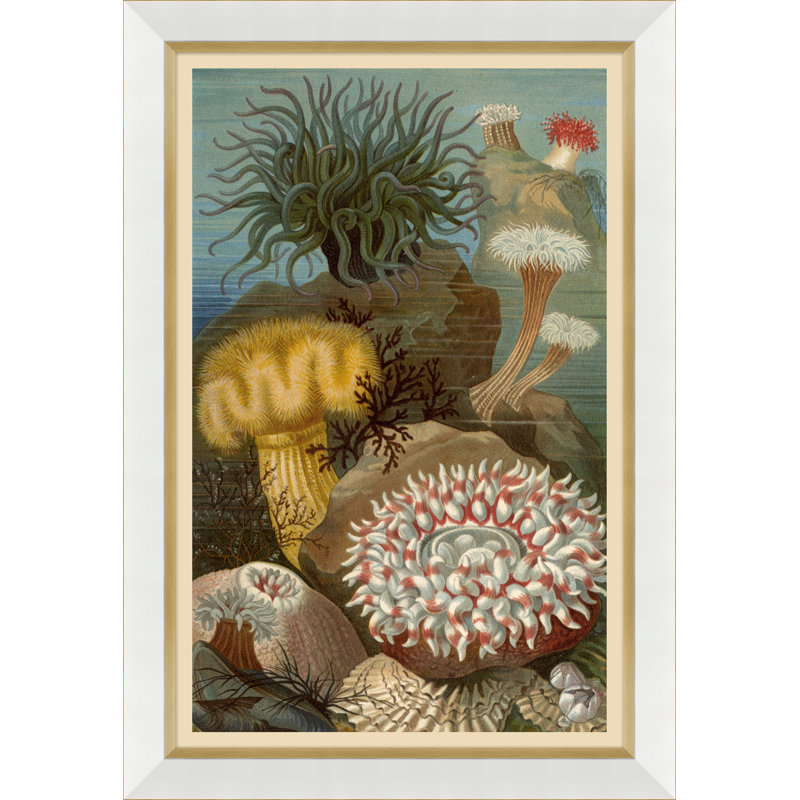 " Coral Reef " by Soicher Marin Archives