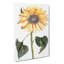Sunflower by Johan Teyler - Wrapped Canvas-55318870