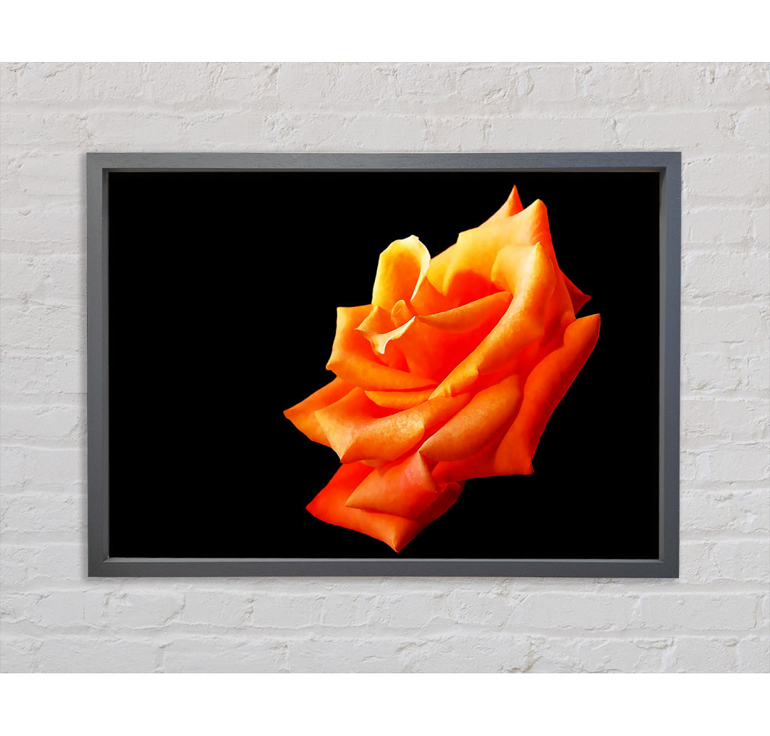 Einzelne Orange Rose In Bloom Gerahmter Druck