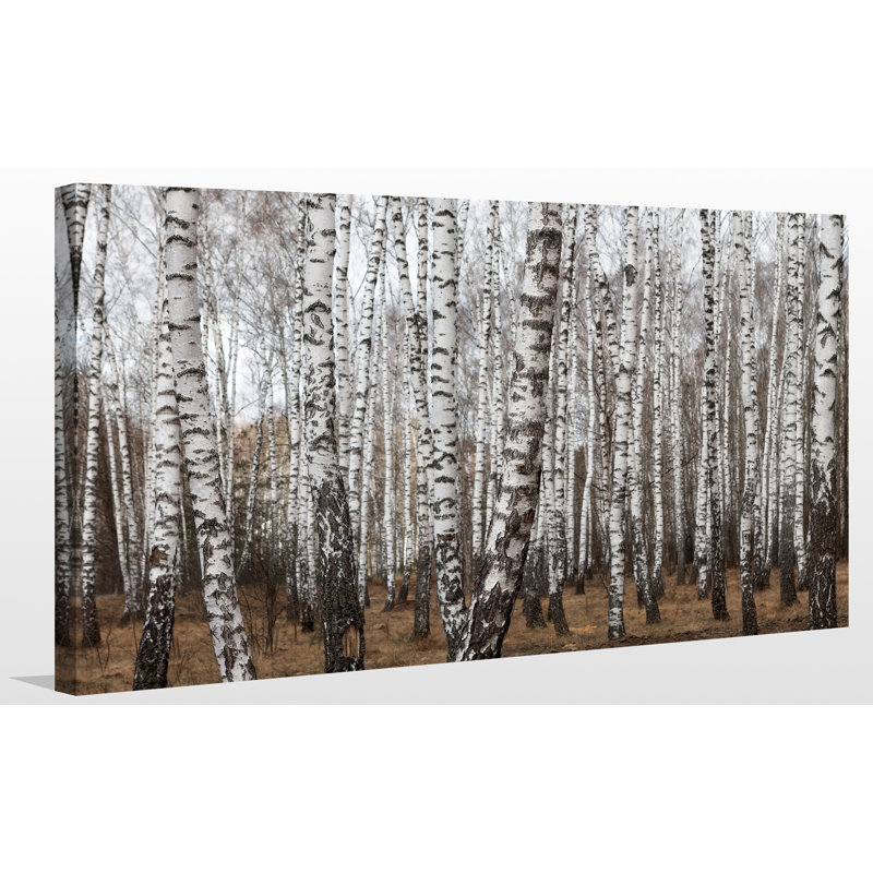 « birching environ 7 », reproduction de photo sur toile tendue, H 36 po x l 60 po x P 1,5 po