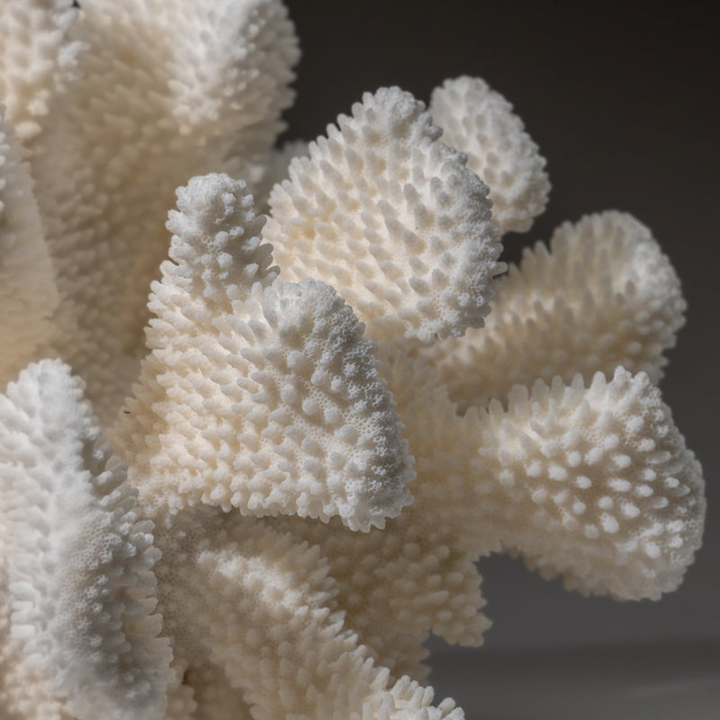 Genuine White Cat's Paw Coral (8.5 Lbs)