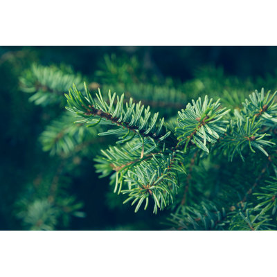 Pine Leaves - Wrapped Canvas Print