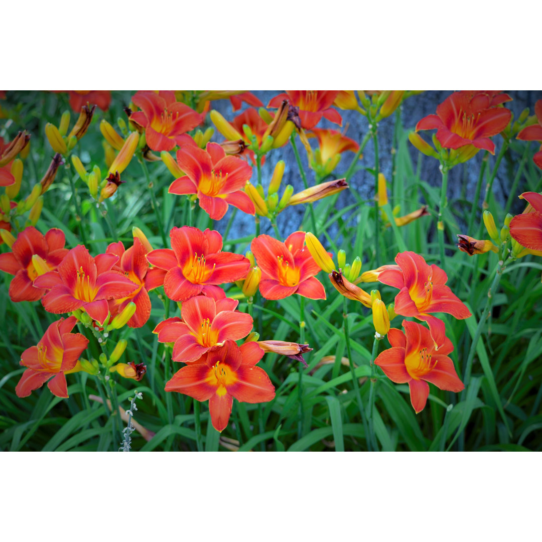 Frühlingsblume Daylily Bloomed von Jackie Harris - Leinwandfoto