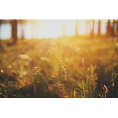 Herbe au coucher du soleil par Chalffy