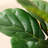 Adcock  Artificial Fiddle Leaf Fig Tree with Realistic Leaves and Natural Trunk, Potted Tree-212896210