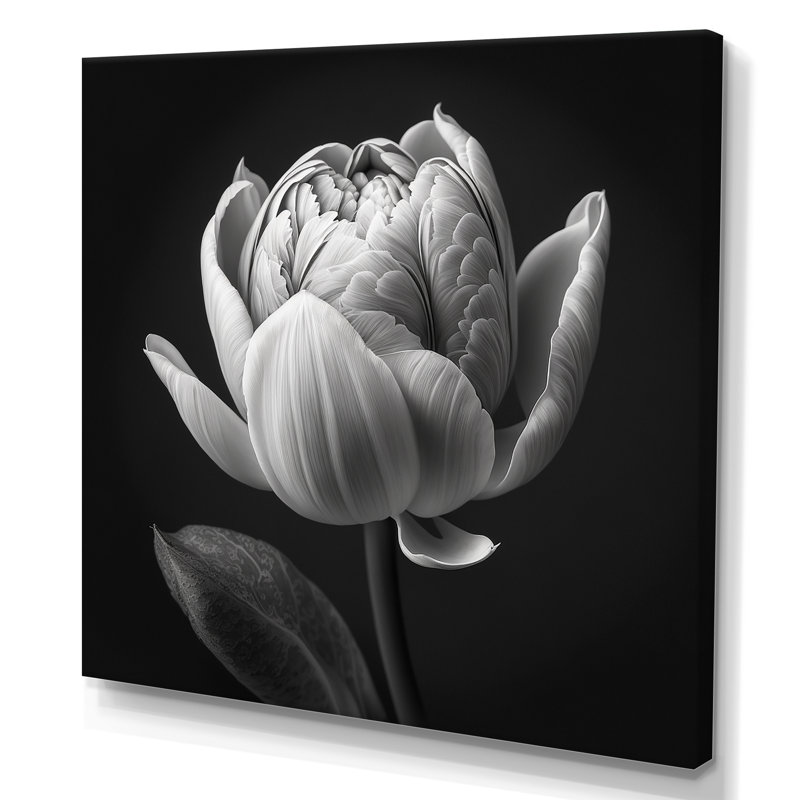 Gros plan sur une tulipe noire et blanche I - reproduction sur toile, H 30 po x l 30 po x P 1 po, Toile tendue