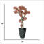 Plante à bonsaï 54 "H-touch