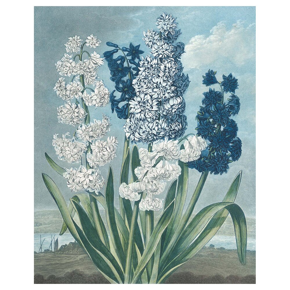 Leinwandbild Hyacinths von Thomas Warner