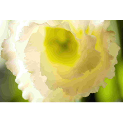 Lisianthus blanc I