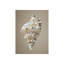 Shells On Champagne III Print by Sofia Fox-26939033-26939034