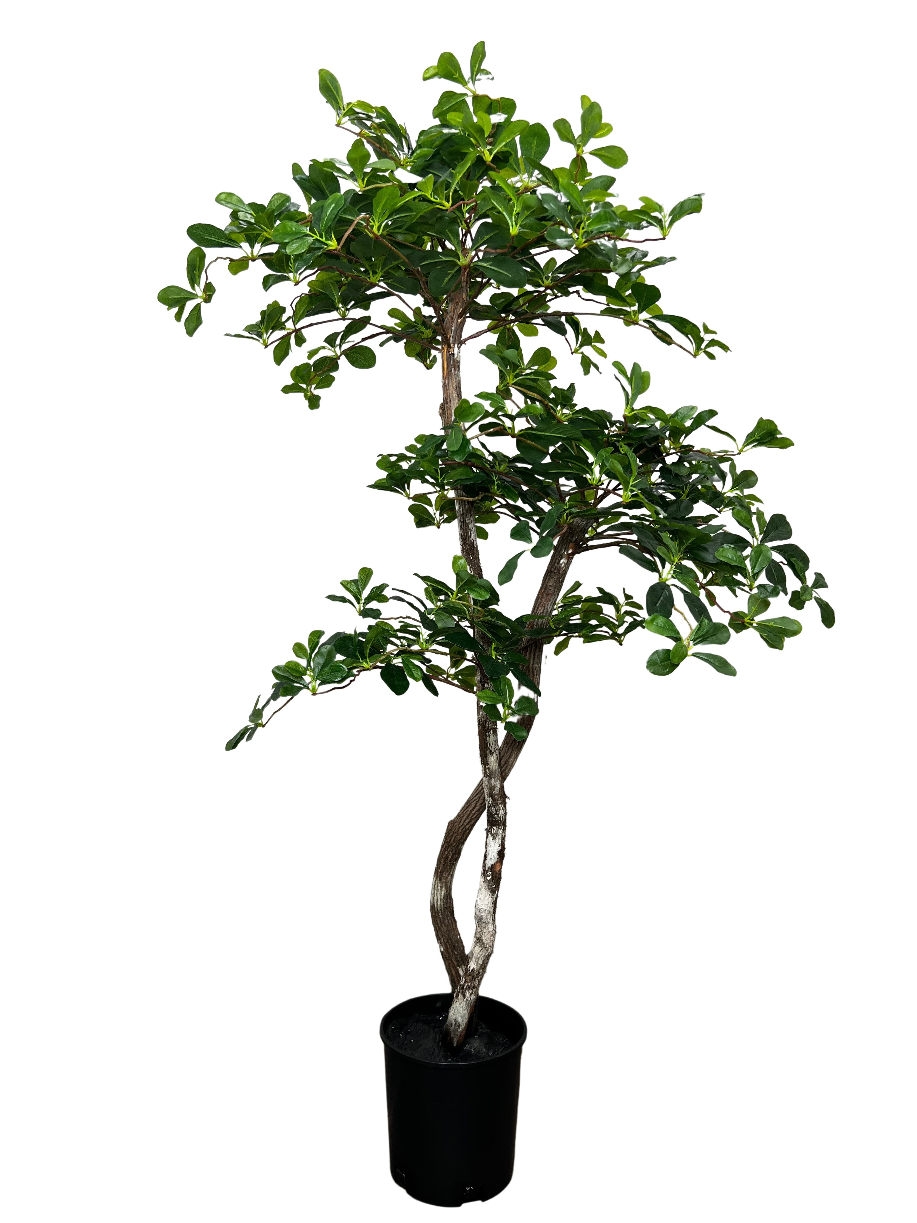 https://assets.wfcdn.com/im/11935509/compr-r85/2215/221579298/hand-made-primrue-fresh-italian-black-olive-leaf-5-artificial-tree.jpg