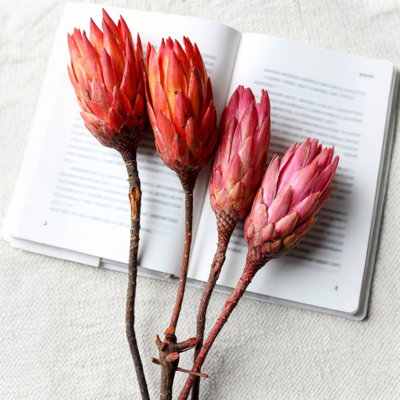 4 tiges de Protea Repens séchées naturelles - Véritables compositions de fleurs séchées, fleurs d'automne séchées pour vase, décoration bohème pour la maison, centre de table de mariage, style champêtre, loisirs créatifs