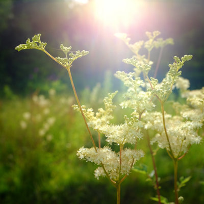 Sweet Meadow by Alasdairjames