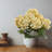 Hydrangea Bush-292098875