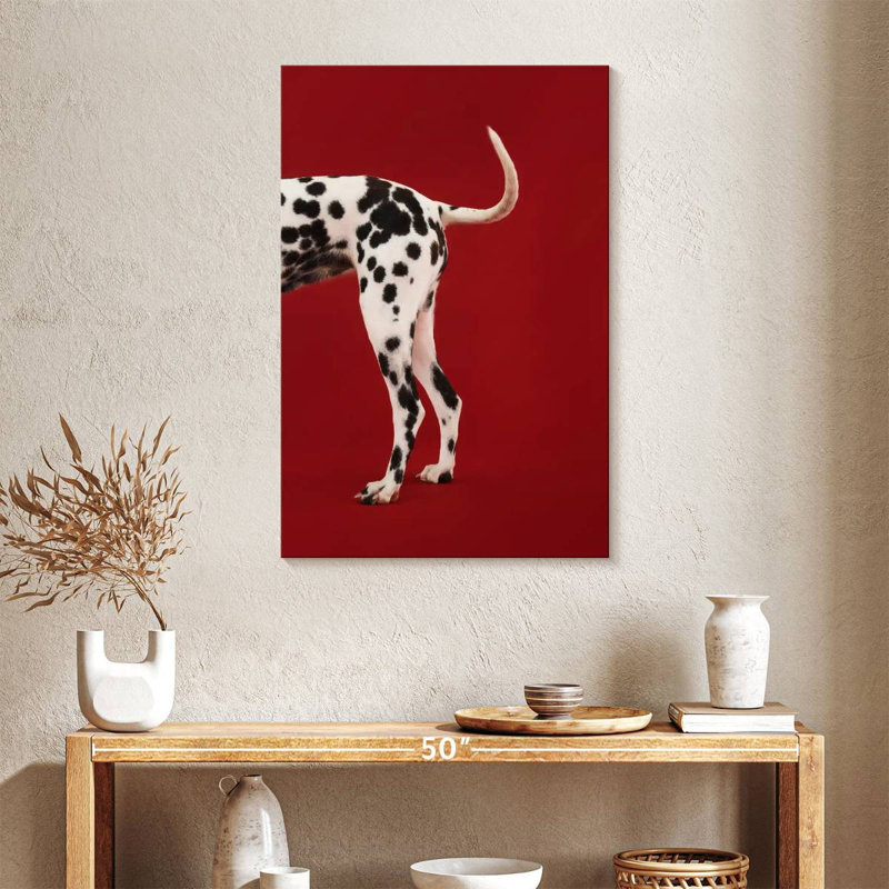 Queue dalmatienne, H 36 po x l 24 po