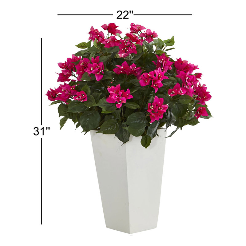 Bougainvillea Arrangement in Planter