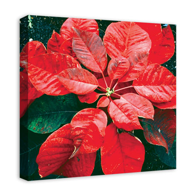 Pointsettia Close up - Wrapped Canvas Photograph -  The Holiday Aisle®, C92E576E367947928B116CBEFF89DF6D