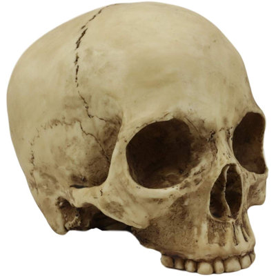 Homo Sapiens demi-crâne