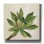 «Front Yard Succulent I» par Silvia Vassileva, art mural sur toile, 26 po x 26 po-1368975997