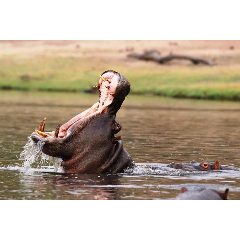Hippo In The Okavango by Sage Elyse - Wrapped Canvas Print, 51cm H x 76cm W x 3.8cm D