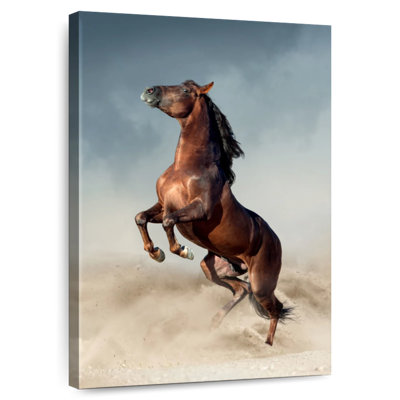 Brampt Brown Andalusian Horse