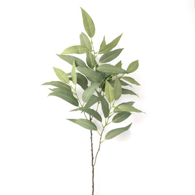 Jet d'eucalyptus