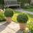 Garnes UV Rated Outdoor Boxwood Ball-842902898