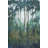 Glow In The Forest II by Tim OToole - Wrapped Canvas Painting-1423147389