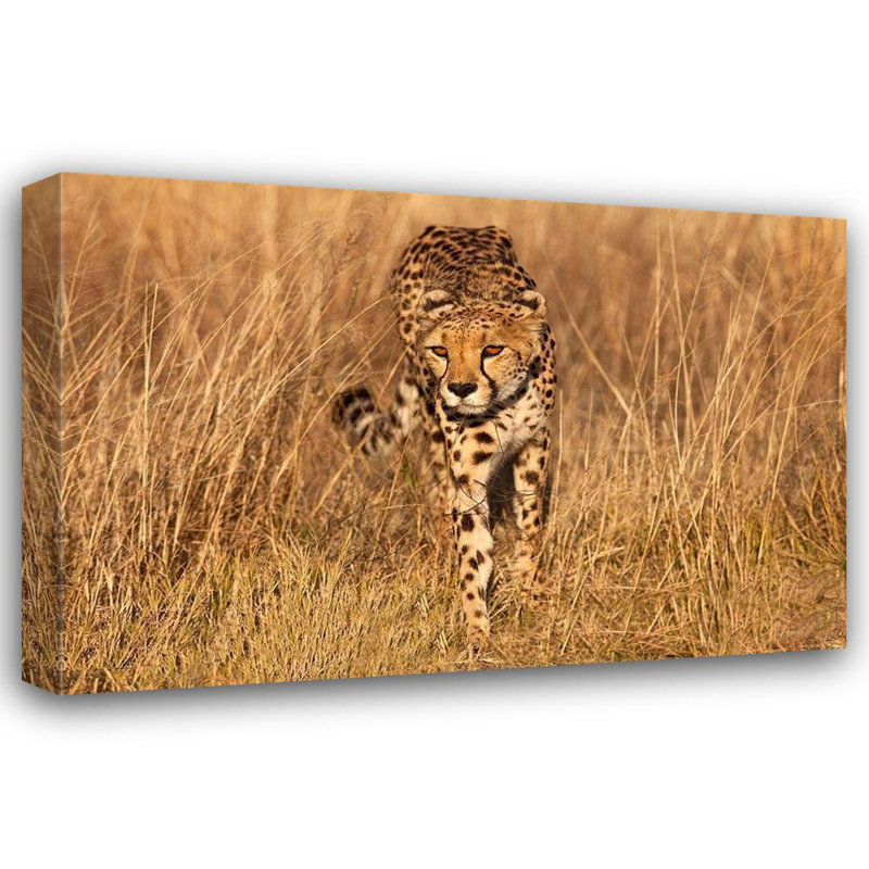 Toile de la galerie Jaynes Gallery: Kenya, réserve nationale du Masai Mara, guépard, H 33 po x l 48 po